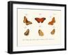 Butterflies, 1783-1806-null-Framed Giclee Print