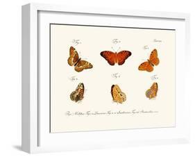 Butterflies, 1783-1806-null-Framed Giclee Print