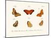 Butterflies, 1783-1806-null-Mounted Giclee Print