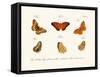 Butterflies, 1783-1806-null-Framed Stretched Canvas