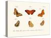 Butterflies, 1783-1806-null-Stretched Canvas