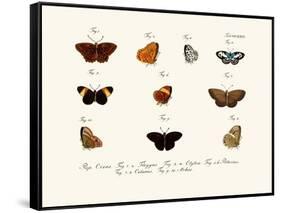 Butterflies, 1783-1806-null-Framed Stretched Canvas