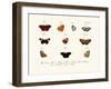 Butterflies, 1783-1806-null-Framed Giclee Print