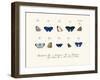 Butterflies, 1783-1806-null-Framed Giclee Print