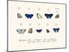 Butterflies, 1783-1806-null-Mounted Giclee Print