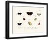 Butterflies, 1783-1806-null-Framed Giclee Print