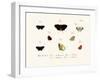 Butterflies, 1783-1806-null-Framed Giclee Print