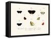 Butterflies, 1783-1806-null-Framed Stretched Canvas