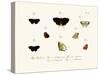 Butterflies, 1783-1806-null-Stretched Canvas