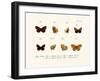 Butterflies, 1783-1806-null-Framed Giclee Print