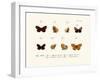 Butterflies, 1783-1806-null-Framed Giclee Print