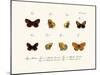 Butterflies, 1783-1806-null-Mounted Giclee Print