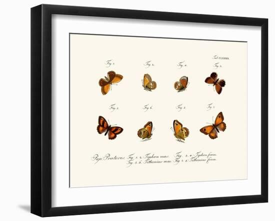 Butterflies, 1783-1806-null-Framed Giclee Print