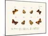 Butterflies, 1783-1806-null-Mounted Giclee Print