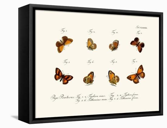 Butterflies, 1783-1806-null-Framed Stretched Canvas