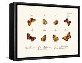 Butterflies, 1783-1806-null-Framed Stretched Canvas