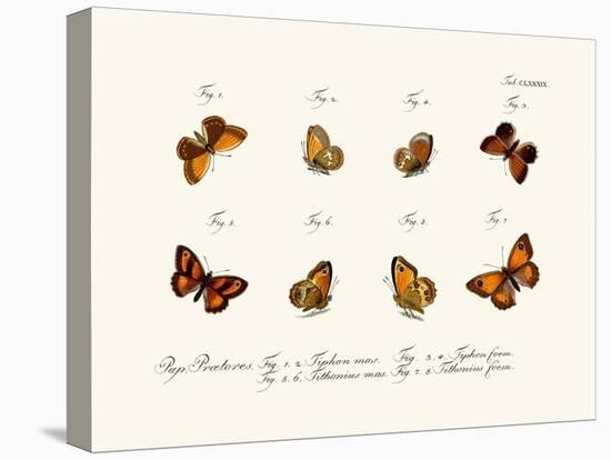 Butterflies, 1783-1806-null-Stretched Canvas