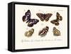 Butterflies, 1783-1806-null-Framed Stretched Canvas