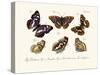 Butterflies, 1783-1806-null-Stretched Canvas