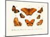 Butterflies, 1783-1806-null-Mounted Giclee Print