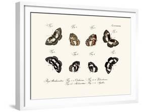 Butterflies, 1783-1806-null-Framed Giclee Print