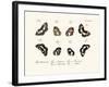 Butterflies, 1783-1806-null-Framed Giclee Print