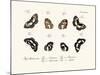 Butterflies, 1783-1806-null-Mounted Giclee Print