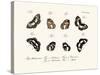 Butterflies, 1783-1806-null-Stretched Canvas