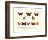 Butterflies, 1783-1806-null-Framed Giclee Print