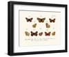 Butterflies, 1783-1806-null-Framed Giclee Print