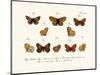 Butterflies, 1783-1806-null-Mounted Giclee Print