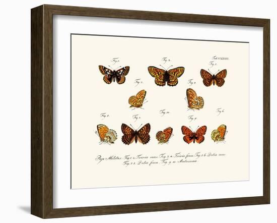 Butterflies, 1783-1806-null-Framed Giclee Print