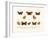 Butterflies, 1783-1806-null-Framed Giclee Print