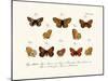 Butterflies, 1783-1806-null-Mounted Giclee Print