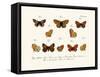 Butterflies, 1783-1806-null-Framed Stretched Canvas