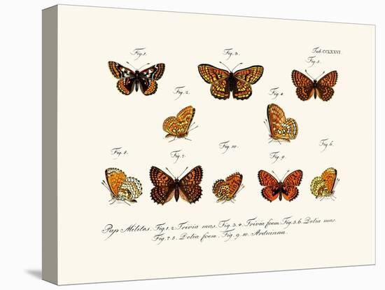 Butterflies, 1783-1806-null-Stretched Canvas