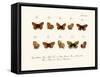 Butterflies, 1783-1806-null-Framed Stretched Canvas