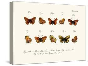 Butterflies, 1783-1806-null-Stretched Canvas