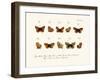 Butterflies, 1783-1806-null-Framed Giclee Print