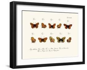 Butterflies, 1783-1806-null-Framed Giclee Print