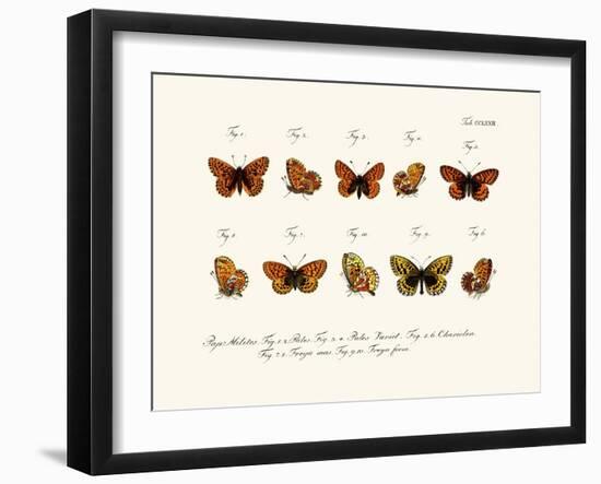 Butterflies, 1783-1806-null-Framed Giclee Print