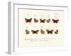 Butterflies, 1783-1806-null-Framed Giclee Print