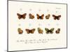 Butterflies, 1783-1806-null-Mounted Giclee Print