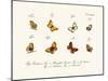 Butterflies, 1783-1806-null-Mounted Giclee Print