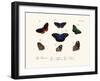 Butterflies, 1783-1806-null-Framed Giclee Print