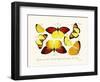 Butterflies, 1783-1806-null-Framed Giclee Print