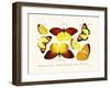 Butterflies, 1783-1806-null-Framed Giclee Print