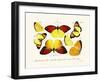 Butterflies, 1783-1806-null-Framed Giclee Print