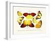 Butterflies, 1783-1806-null-Framed Giclee Print