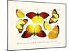 Butterflies, 1783-1806-null-Mounted Giclee Print